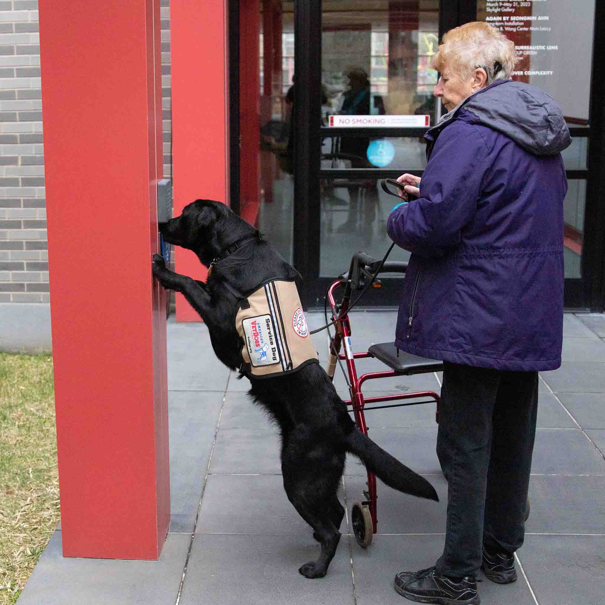 Service dog assisting owner